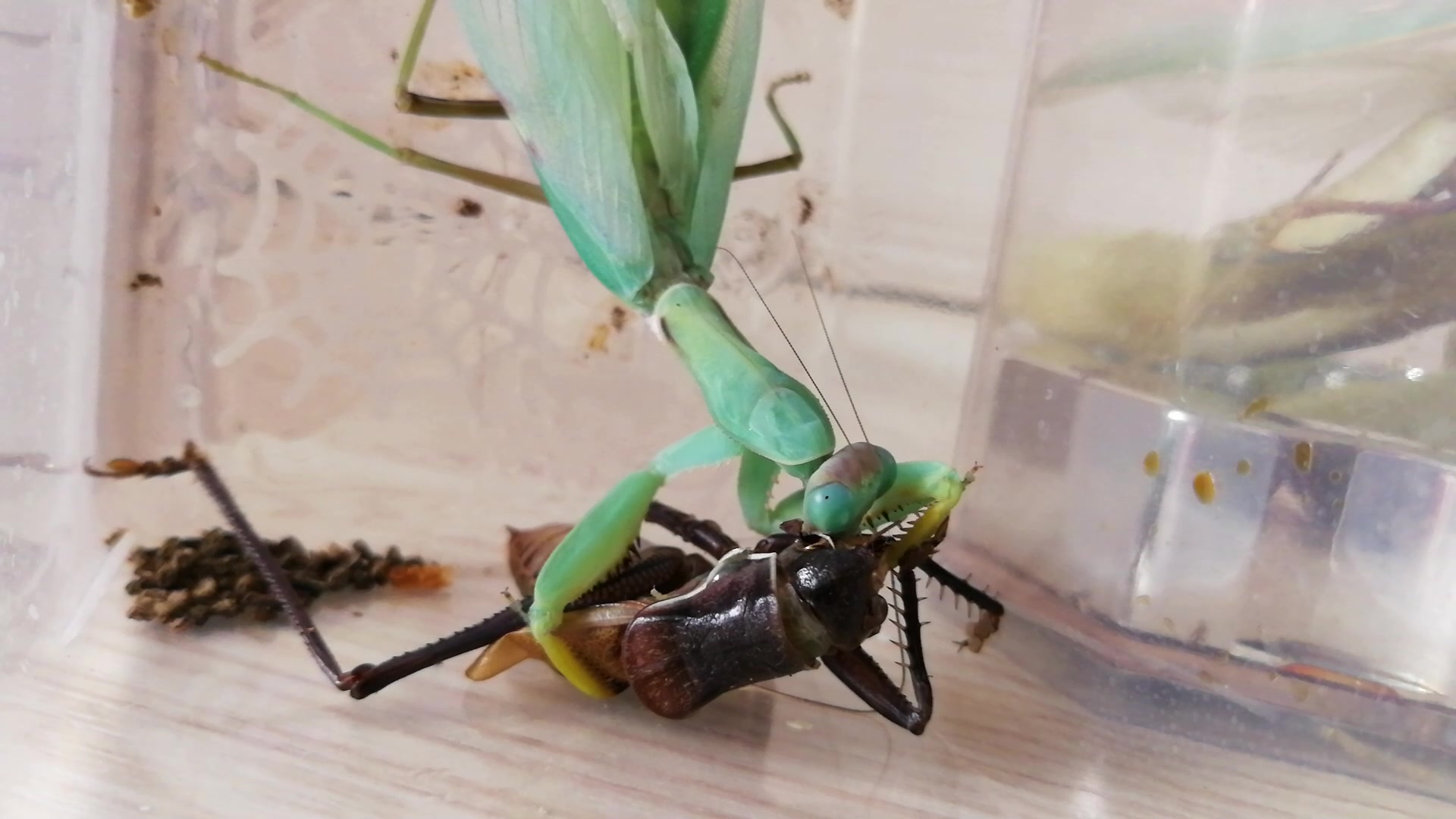 螳螂视频app_视频螳螂女吃男人_视频螳螂和其他昆虫打架