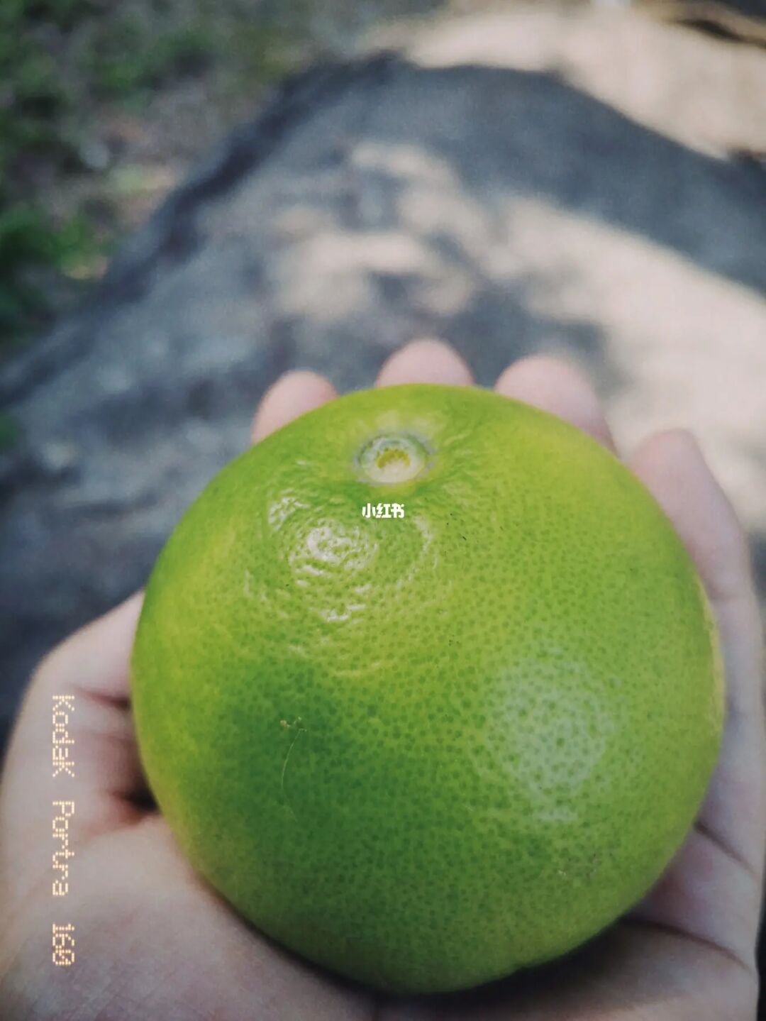 柚柚妹女警视频_密柚视频_柚皮糖的做法视频