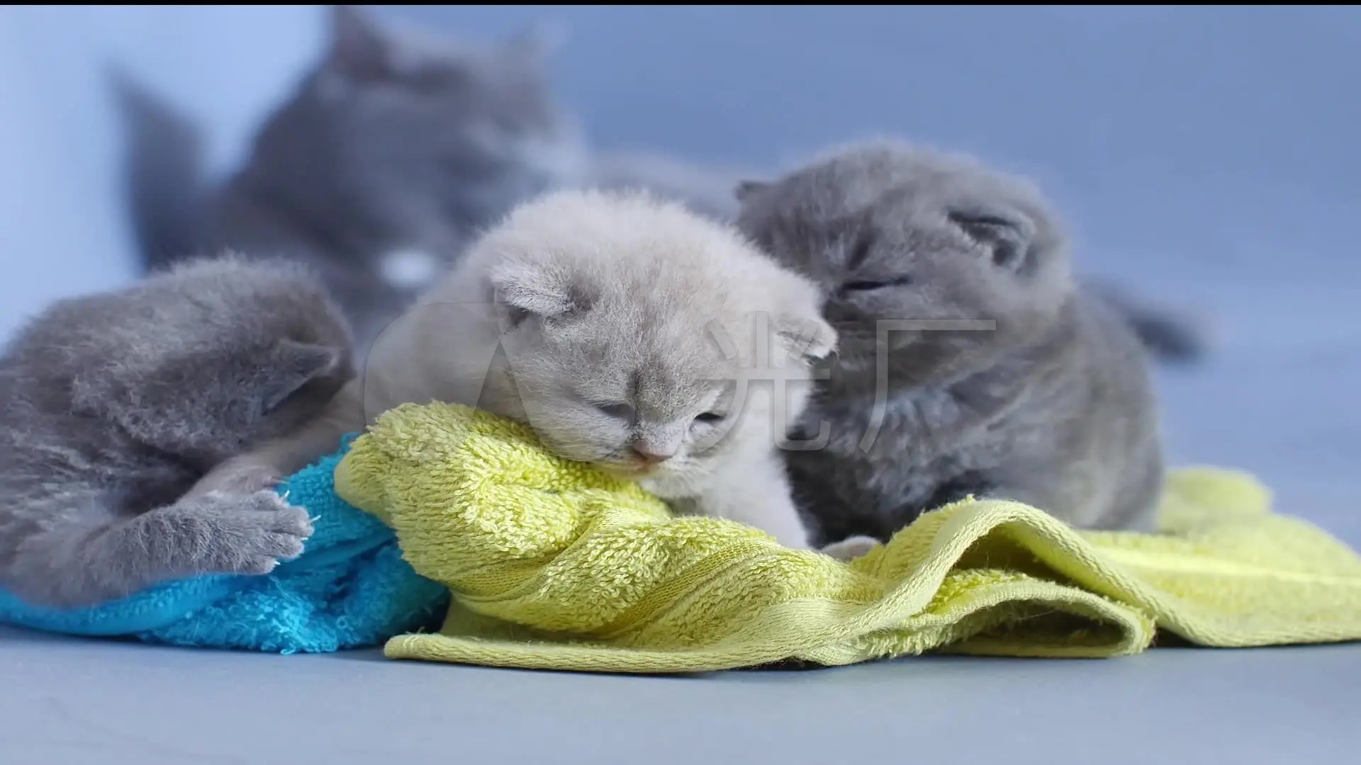 猫狗语言翻译器_猫狗翻译器真的管用吗_翻译猫狗语言的软件