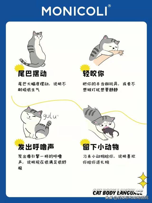 猫狗语言翻译器_翻译猫狗语言的软件_猫狗翻译器真的管用吗