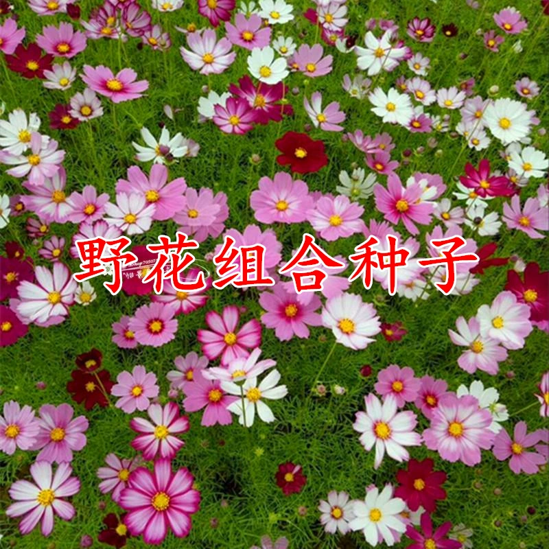 神奇种子儿歌_神奇的种子_神奇种子店绘本故事PPT