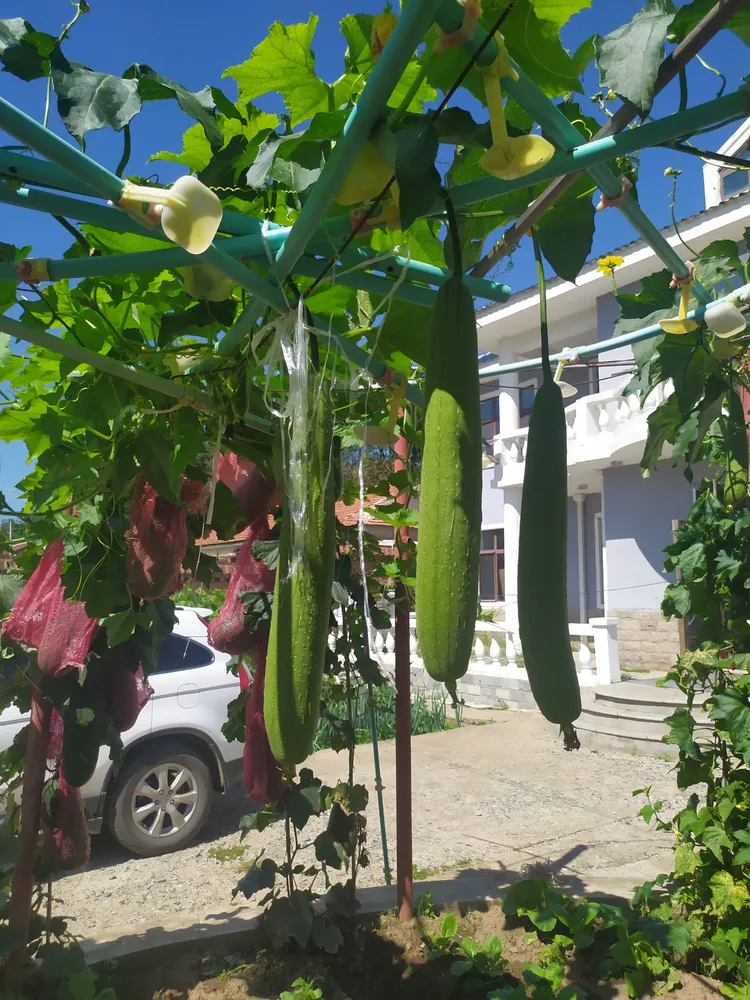 丝瓜视频带你看另外世界_露地丝瓜种植技术视频_丝瓜炒鸡蛋视频
