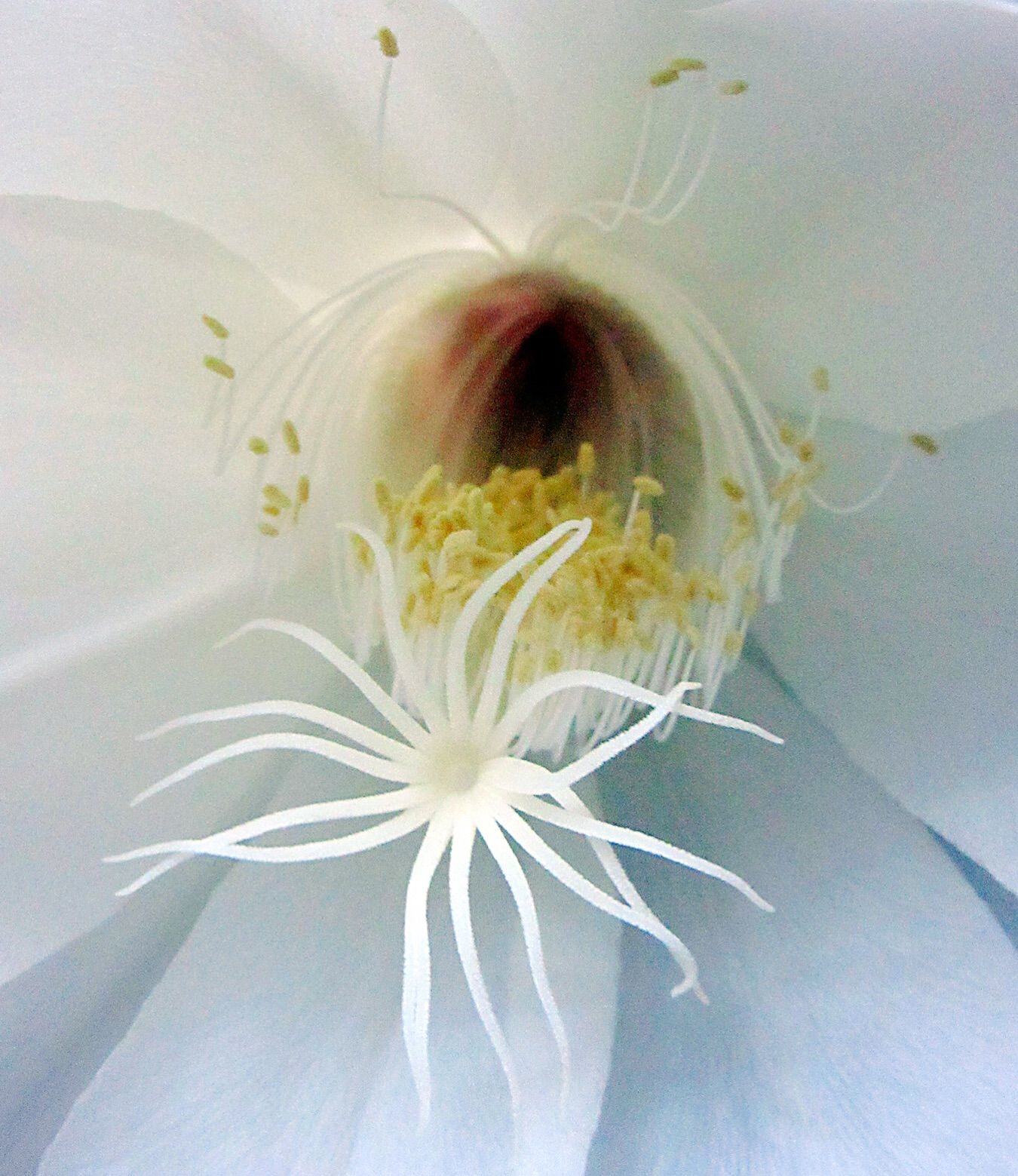 忧昙花花蕊怎么获得_忧昙花位置_忧昙花