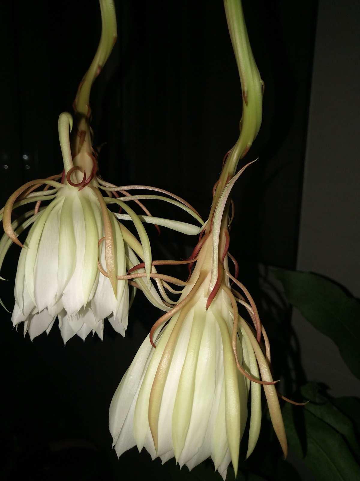 忧昙花花蕊怎么获得_忧昙花_忧昙花位置