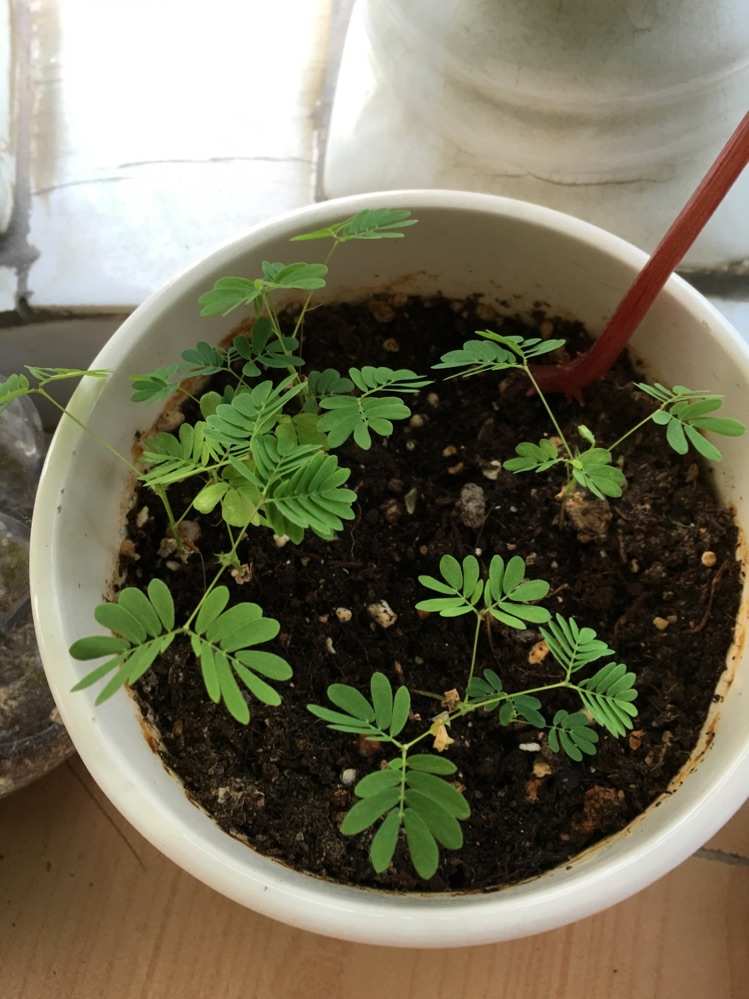 含羞草实验室入口-欢迎您_含羞草实验室入口-欢迎您_含羞草实验室入口-欢迎您