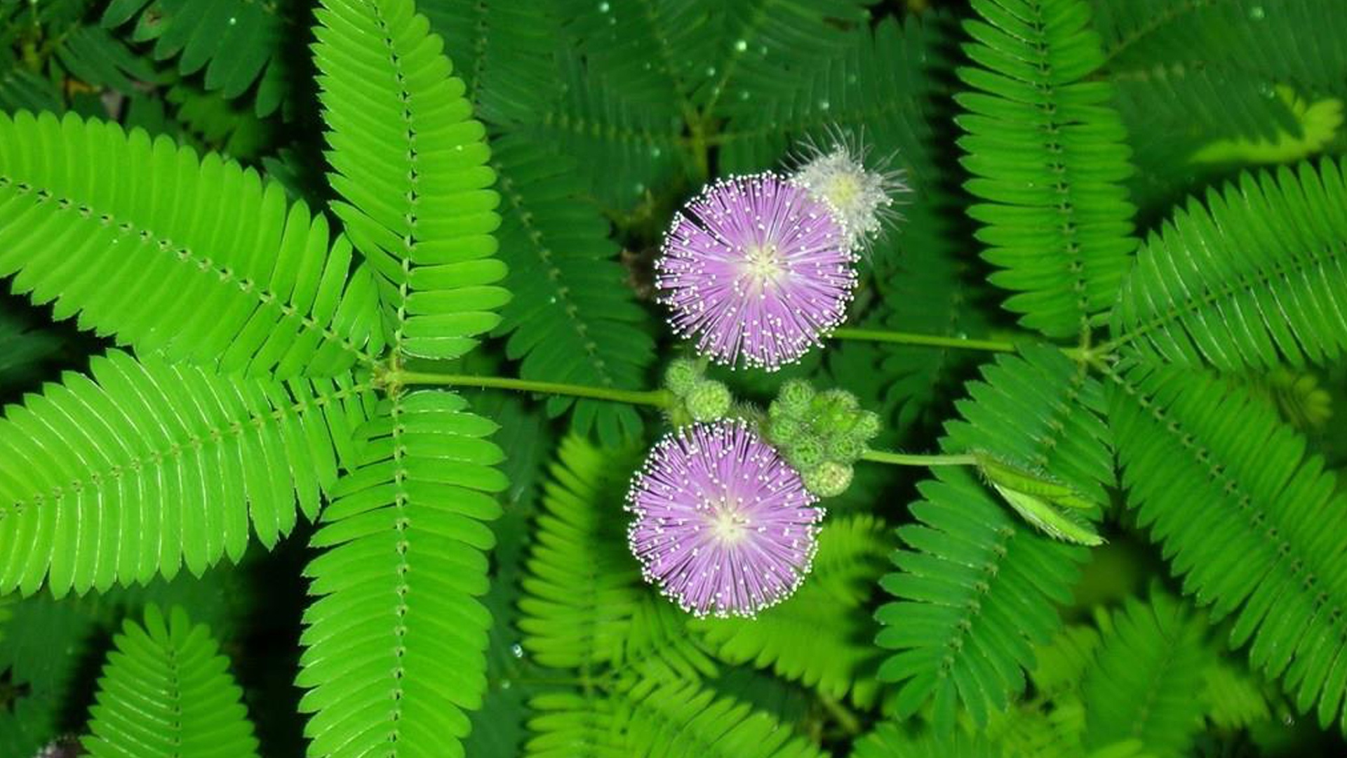 含羞草实验室入口-欢迎您_含羞草实验室入口-欢迎您_含羞草实验室入口-欢迎您