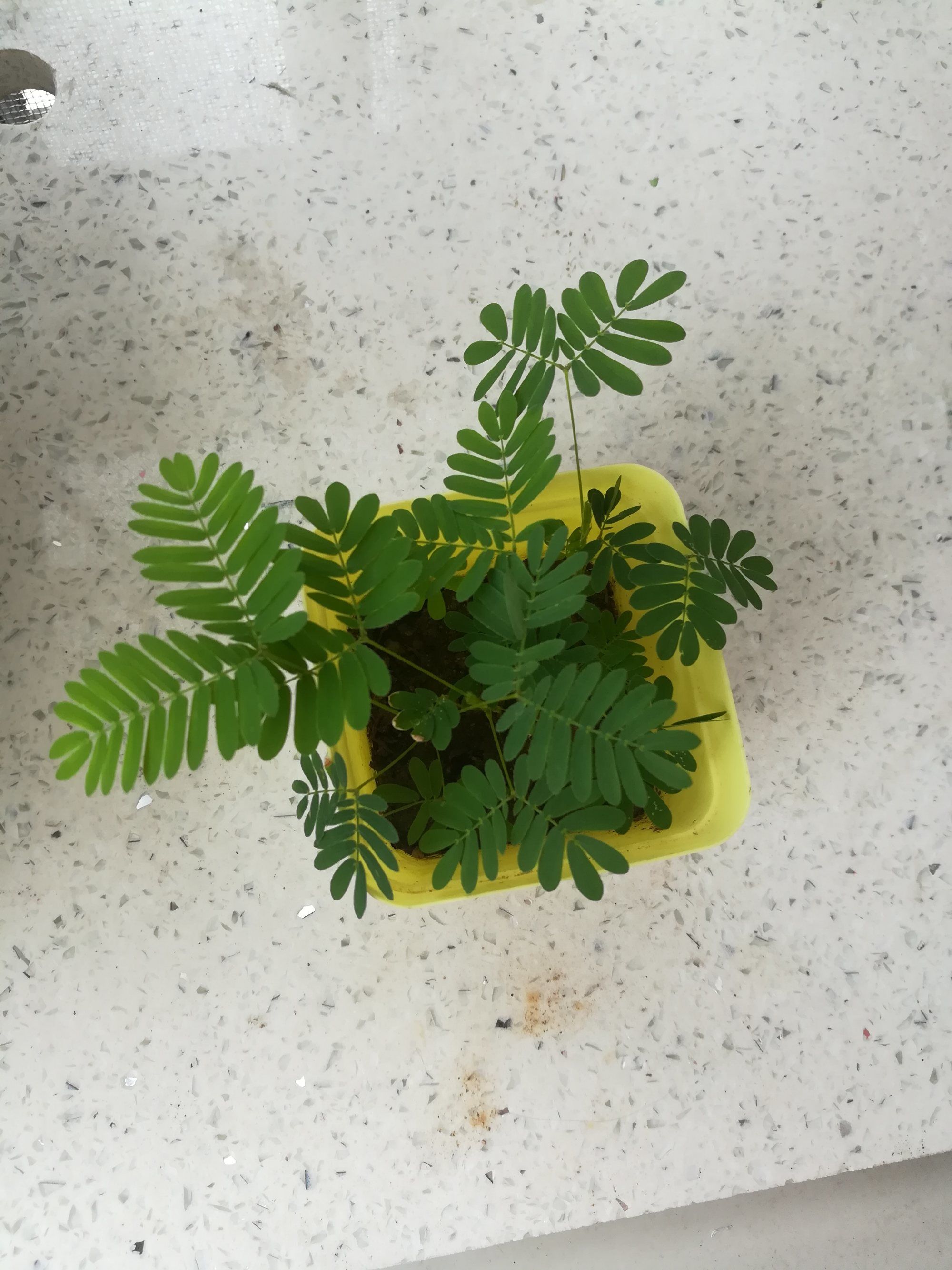 含羞草实验室入口-欢迎您_含羞草实验室入口-欢迎您_含羞草实验室入口-欢迎您