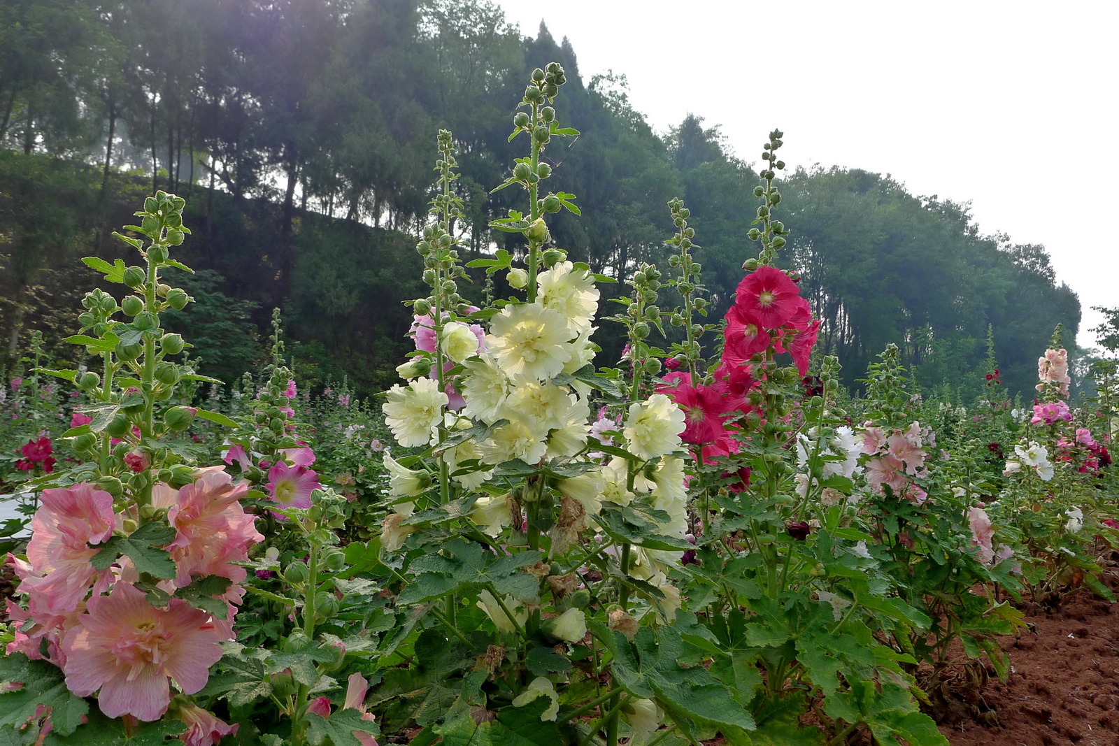 花瓣轻游是干嘛用的_花瓣轻游_花瓣轻游下载