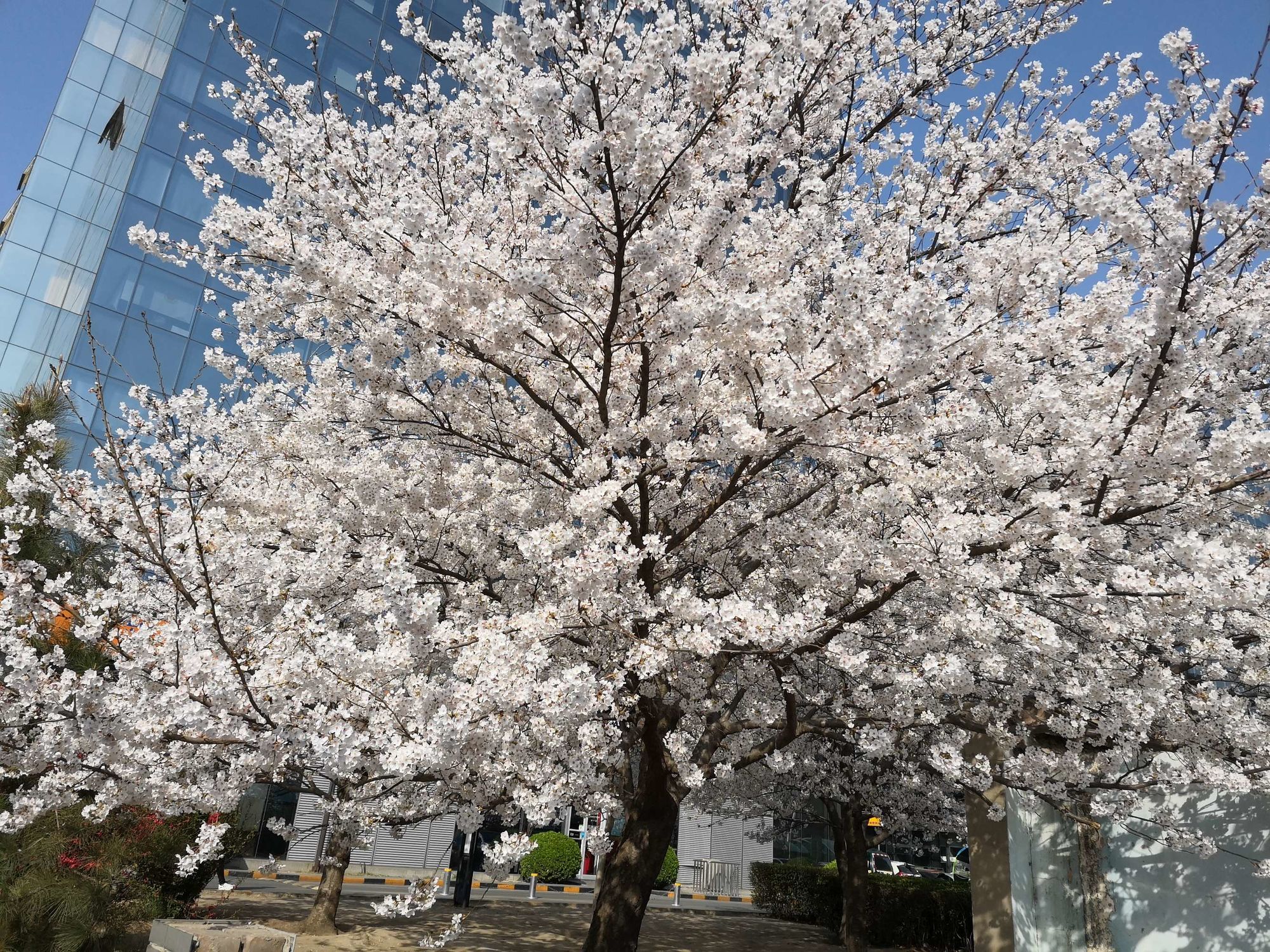 樱花校园怎么玩_樱花校园玩不了怎么办_樱花校园玩躲猫猫