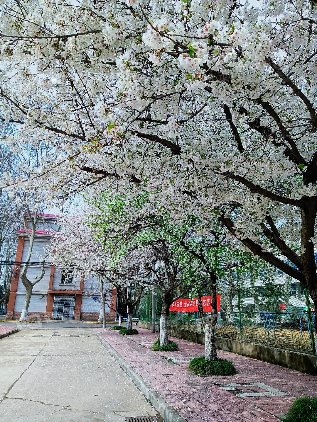 樱花校园玩不了怎么办_樱花校园玩躲猫猫_樱花校园怎么玩