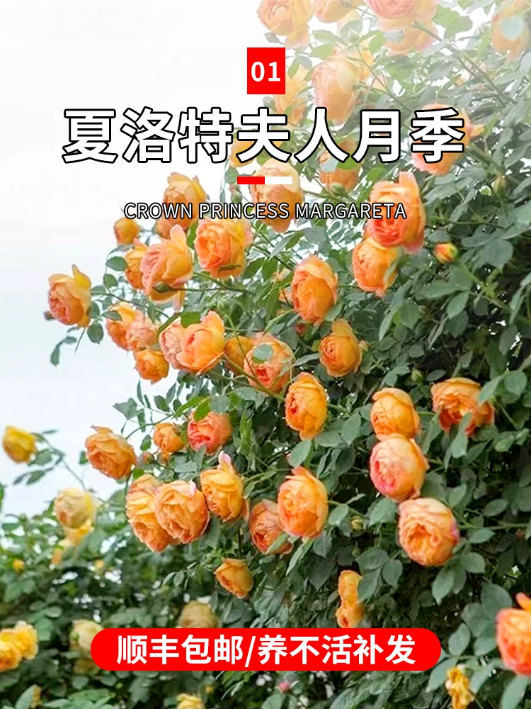 花洁夫人有几种颜色_花洁夫人_花洁夫人性格哪个好