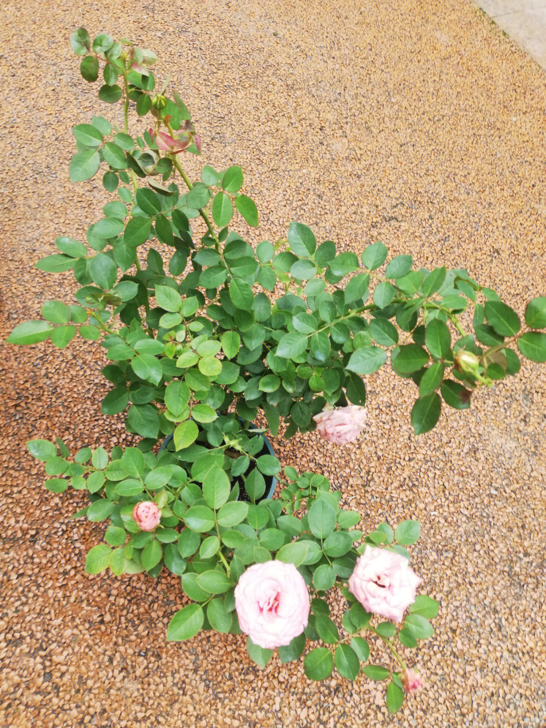 花洁夫人性格哪个好_花洁夫人_花洁夫人有几种颜色