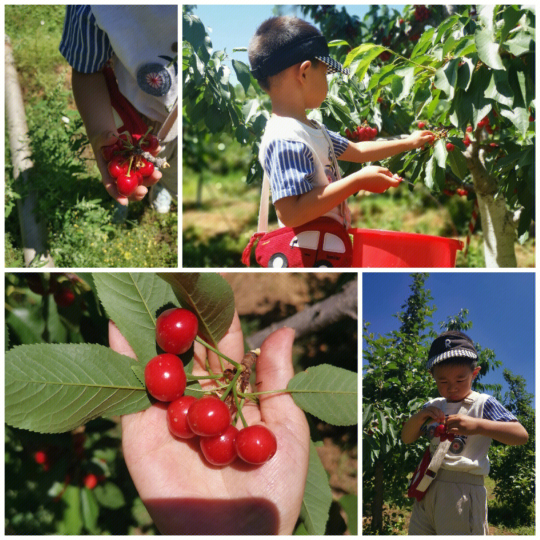 樱桃有虫子视频_中樱桃女子成人社团_樱桃视频成人appi