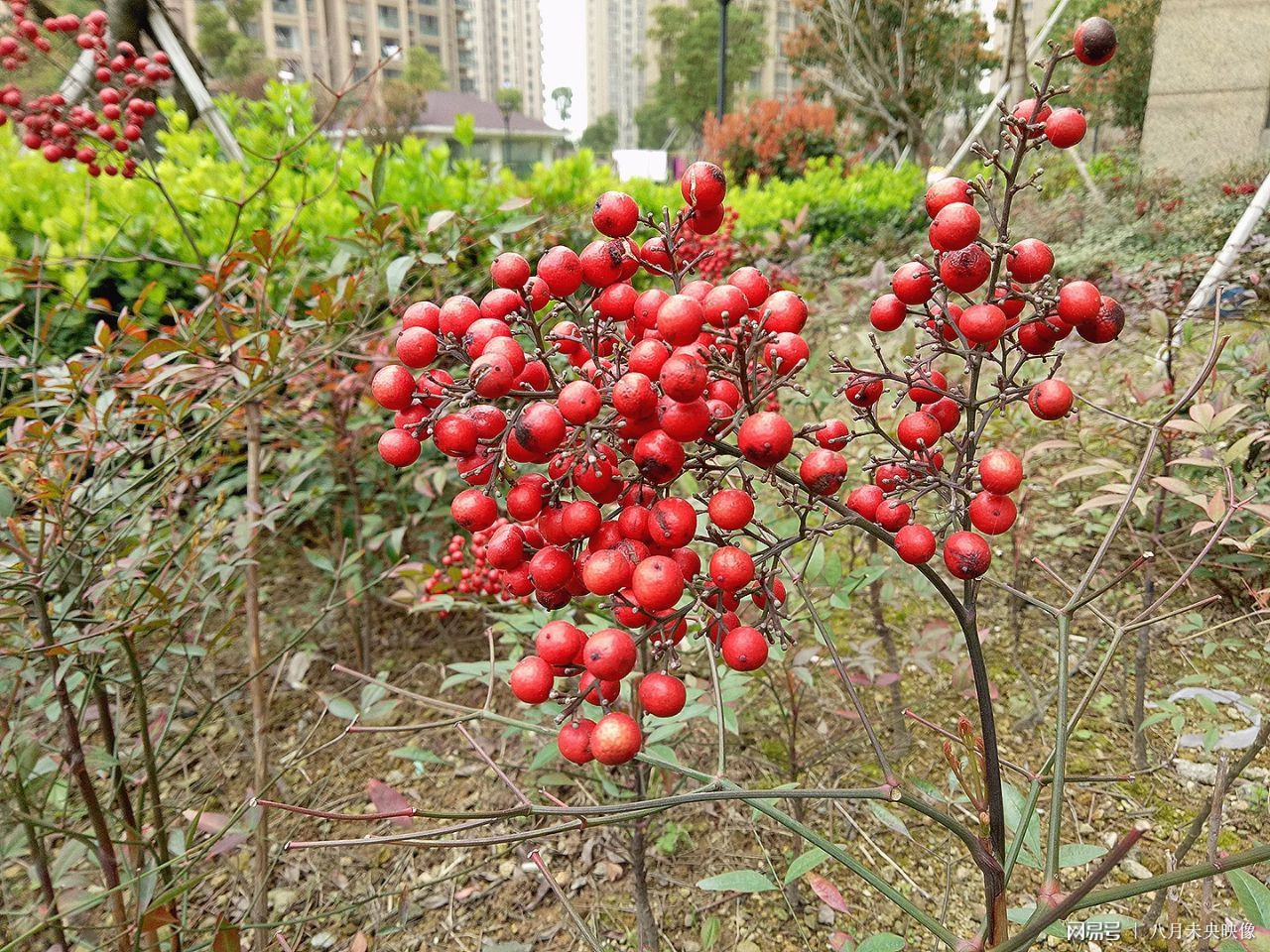 意树男装官网_意树_西安枫林意树