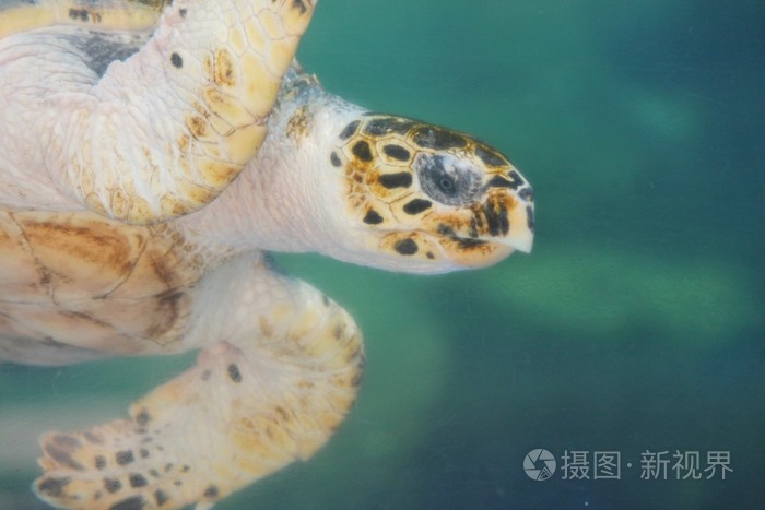 海龟龟壳制品_海龟壳与乌龟壳的区别_海龟的龟壳有什么用