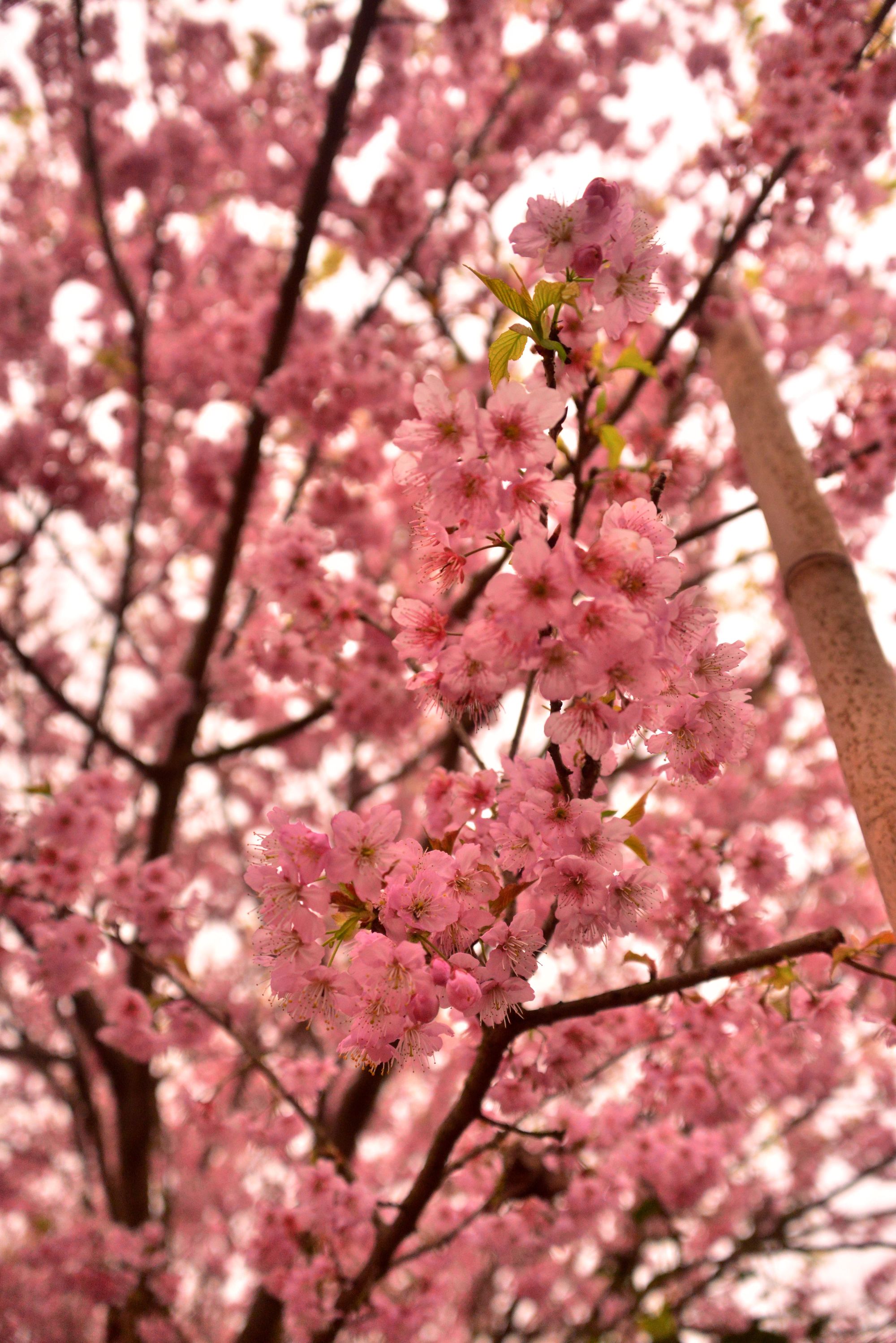 樱花app_樱花app_樱花app