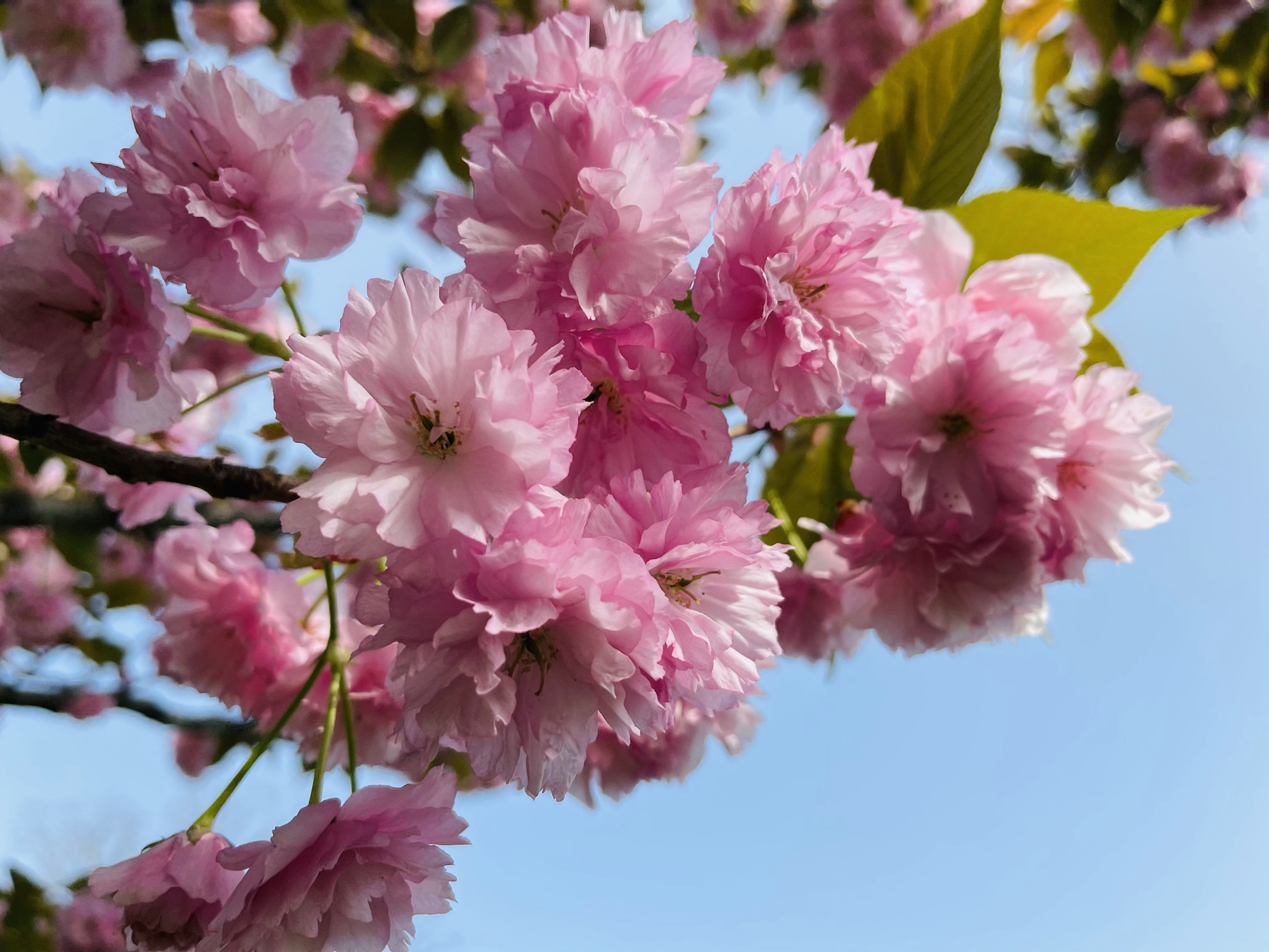 樱花app_樱花app_樱花app