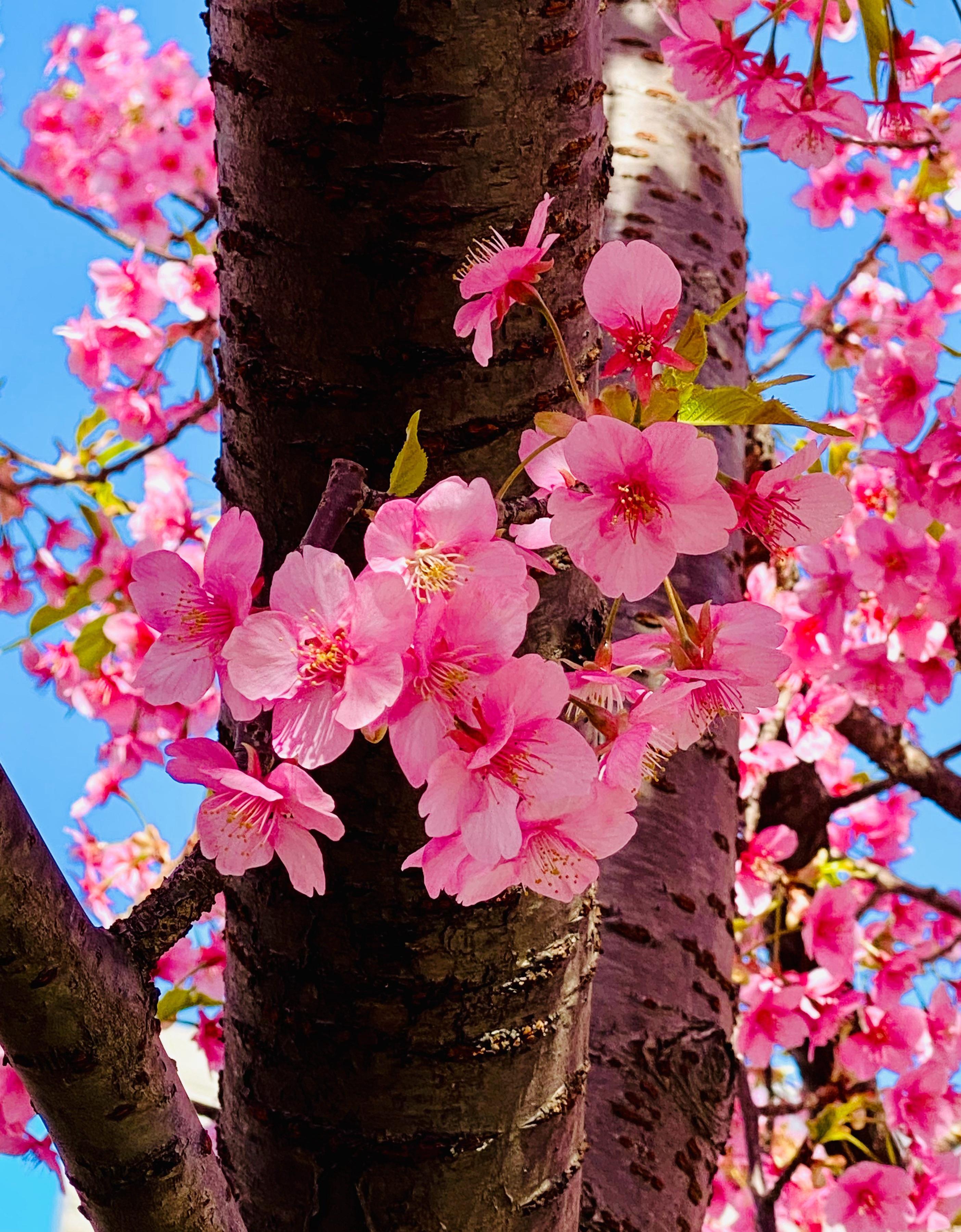 樱花app_樱花app_樱花app