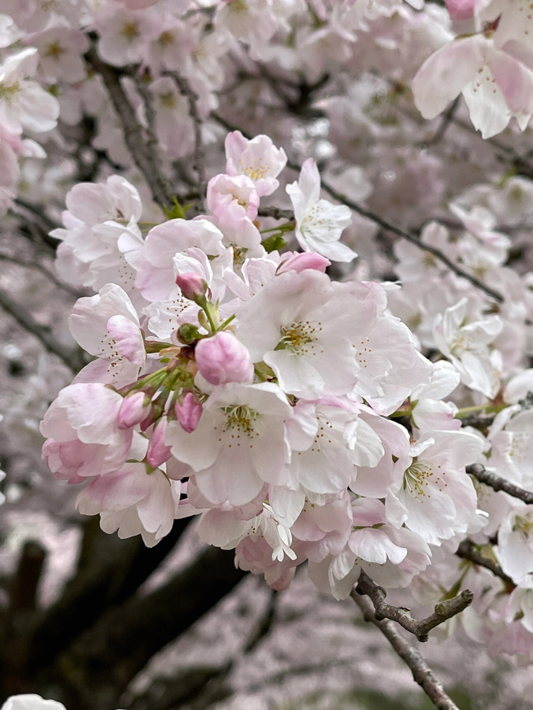 樱花app_樱花app_樱花app