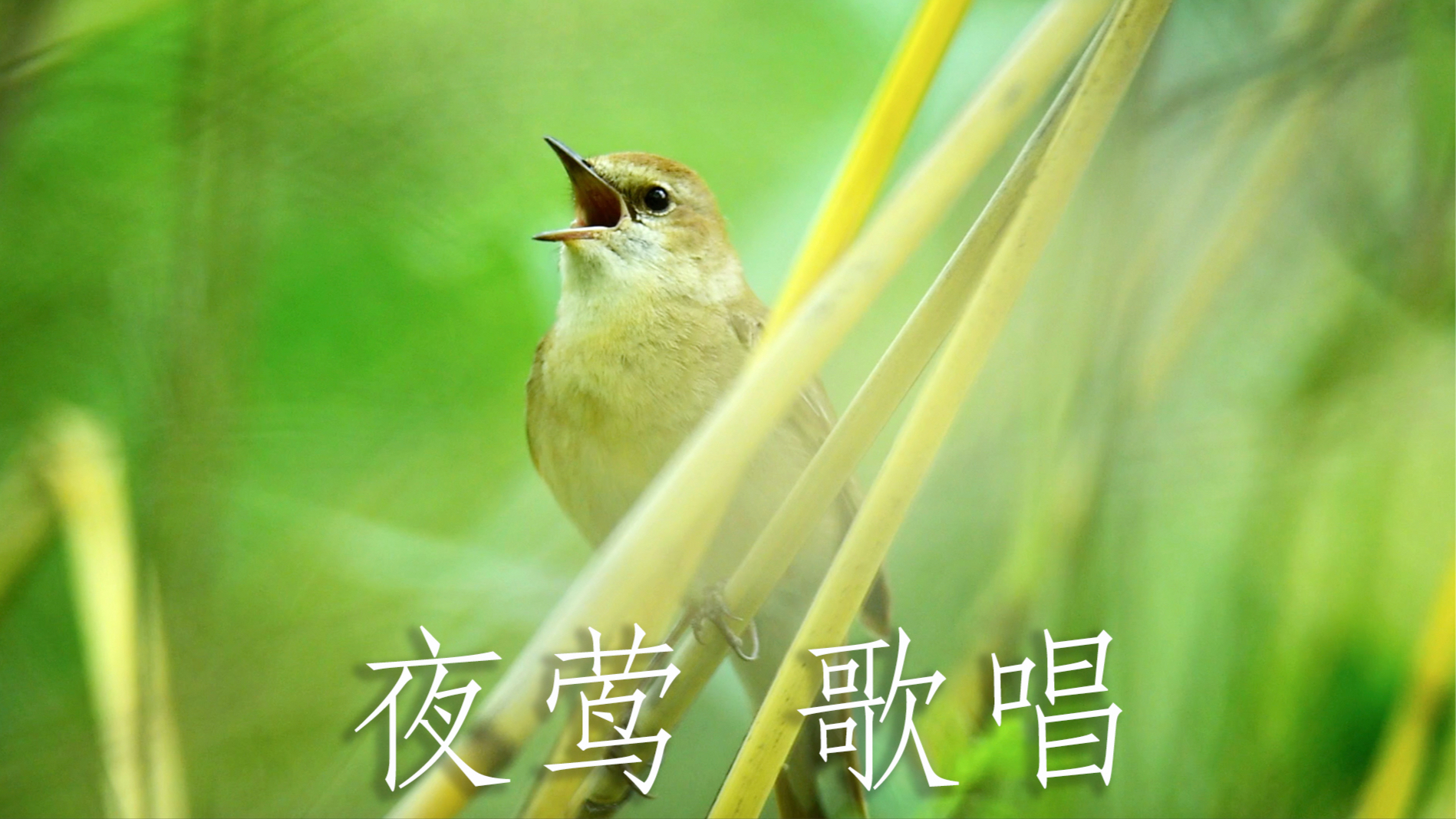 鸟巢_嘟嘟鸟_鸟图片