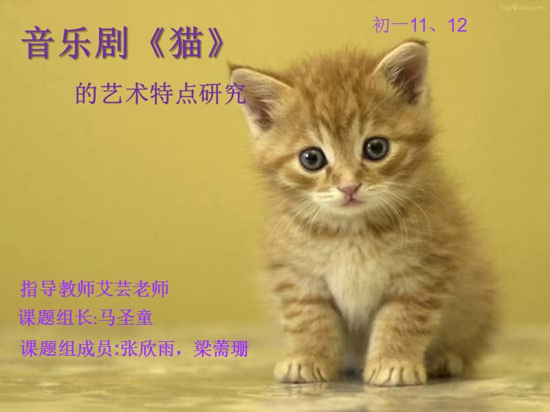 猫之二重唱：滨海国际（微）电影节重磅参赛，引爆观影热潮