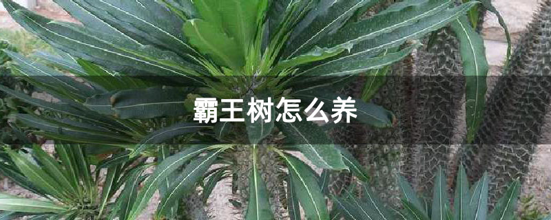 霸王树有毒吗_霸王树_霸王树图片