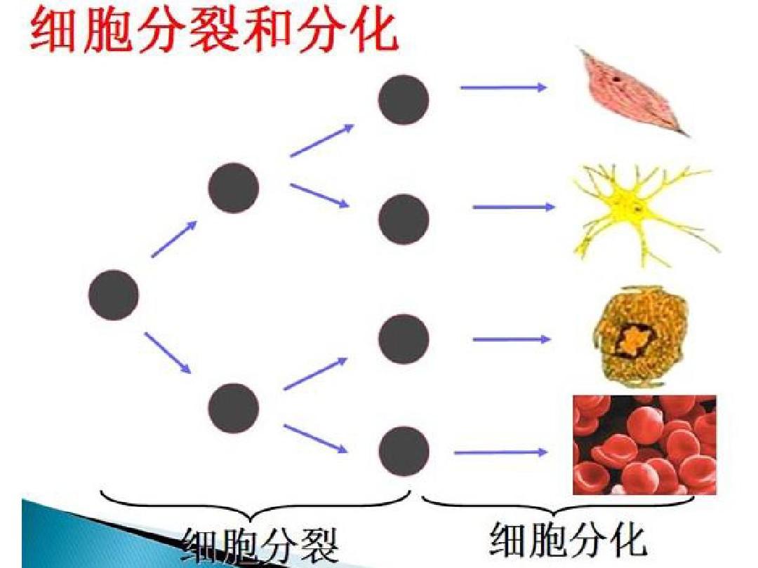 细胞多长时间分裂一次_从细胞开始进化的小说_细胞分裂6