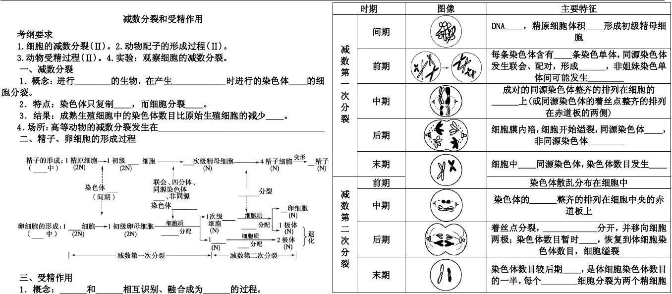 细胞分裂6_细胞多长时间分裂一次_从细胞开始进化的小说