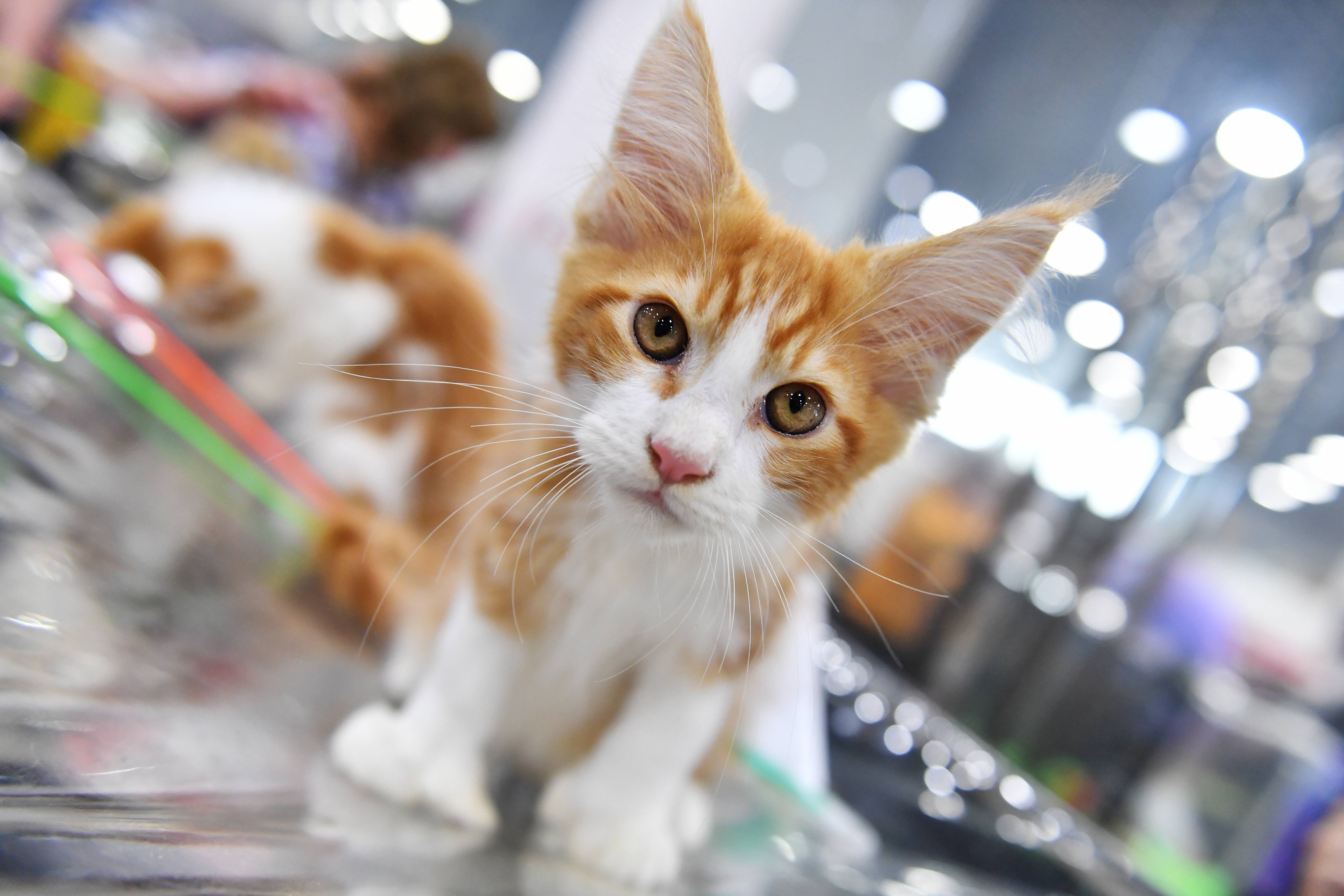 猫猫社