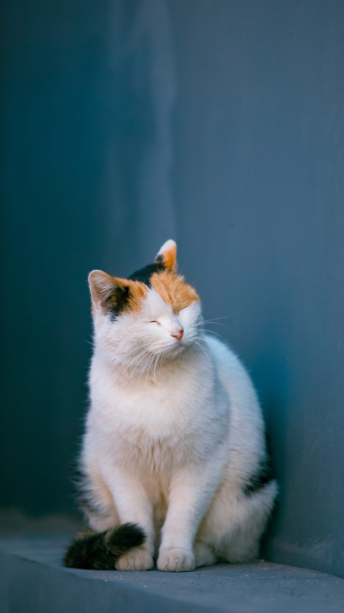 猫猫社