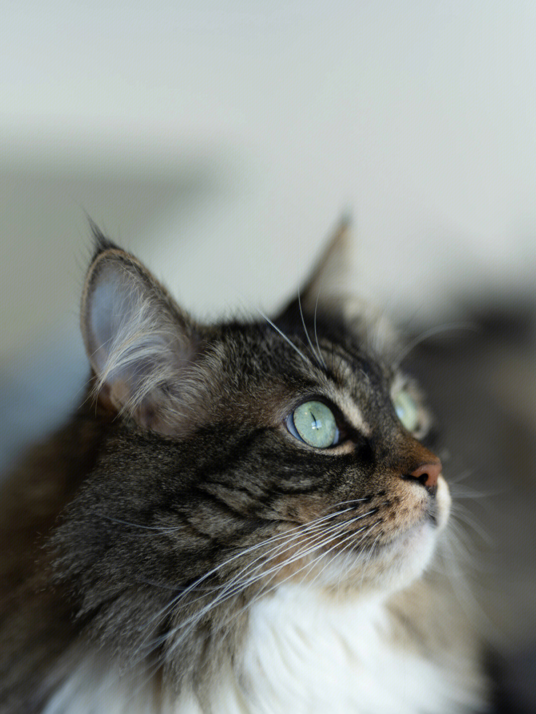 猫猫社