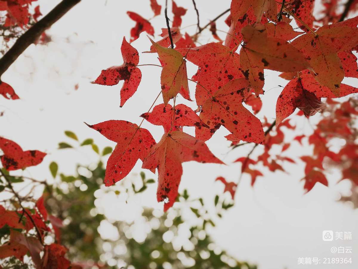 掉下_掉下英语怎么读_掉下巴是什么原因导致的