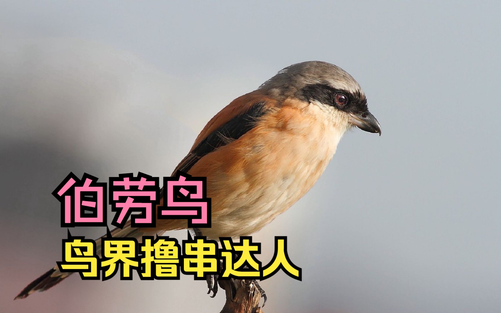 猜下是什么意思_猜下是谁_你猜我猜不猜的下一句是什么