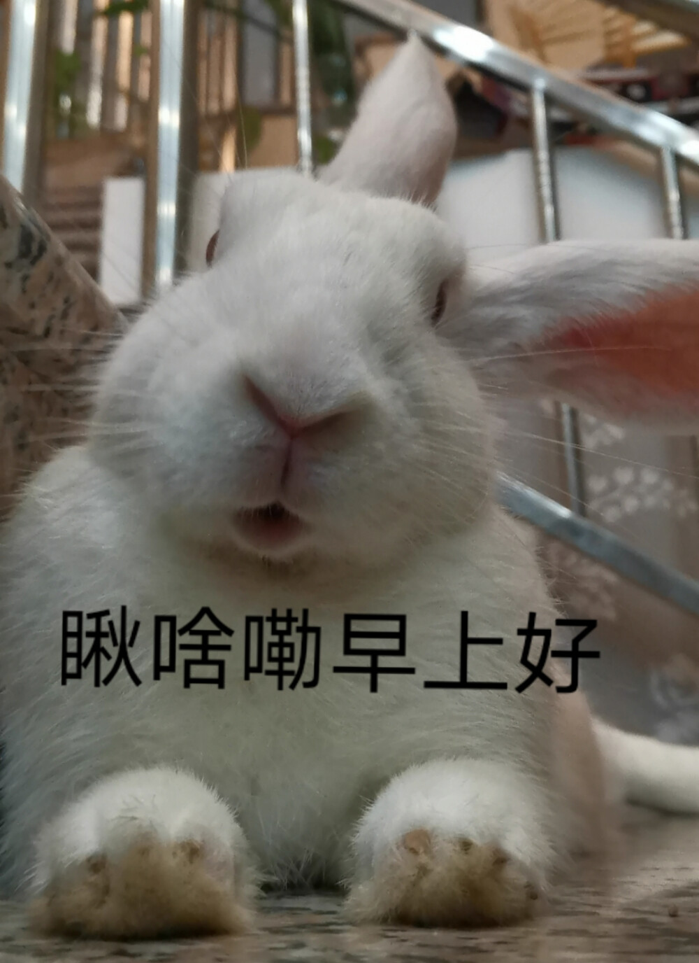 兔奇卡_奇兔_兔奇卡怎么办理