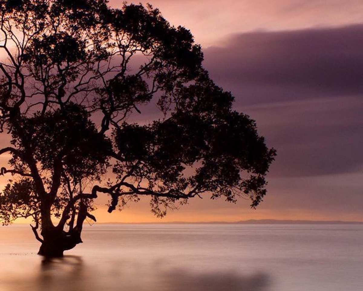 什么无言_无言的结局_无言谁唱的