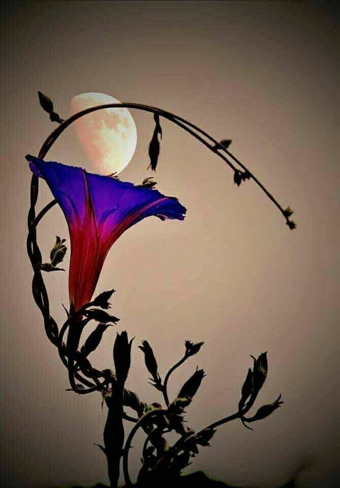 无言的结局_无言谁唱的_什么无言