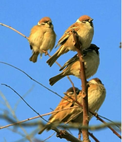 麻雀游戏免费_麻雀游戏app_麻雀游戏