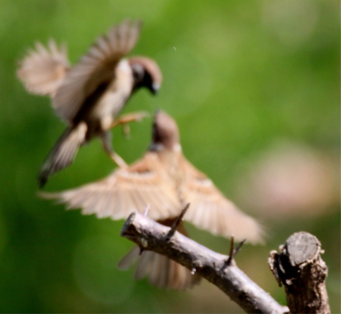 麻雀游戏app_麻雀游戏_麻雀游戏免费