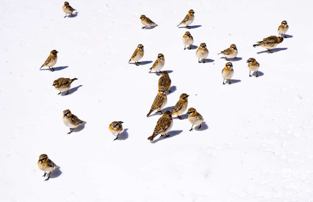 麻雀游戏_麻雀游戏app_麻雀游戏免费