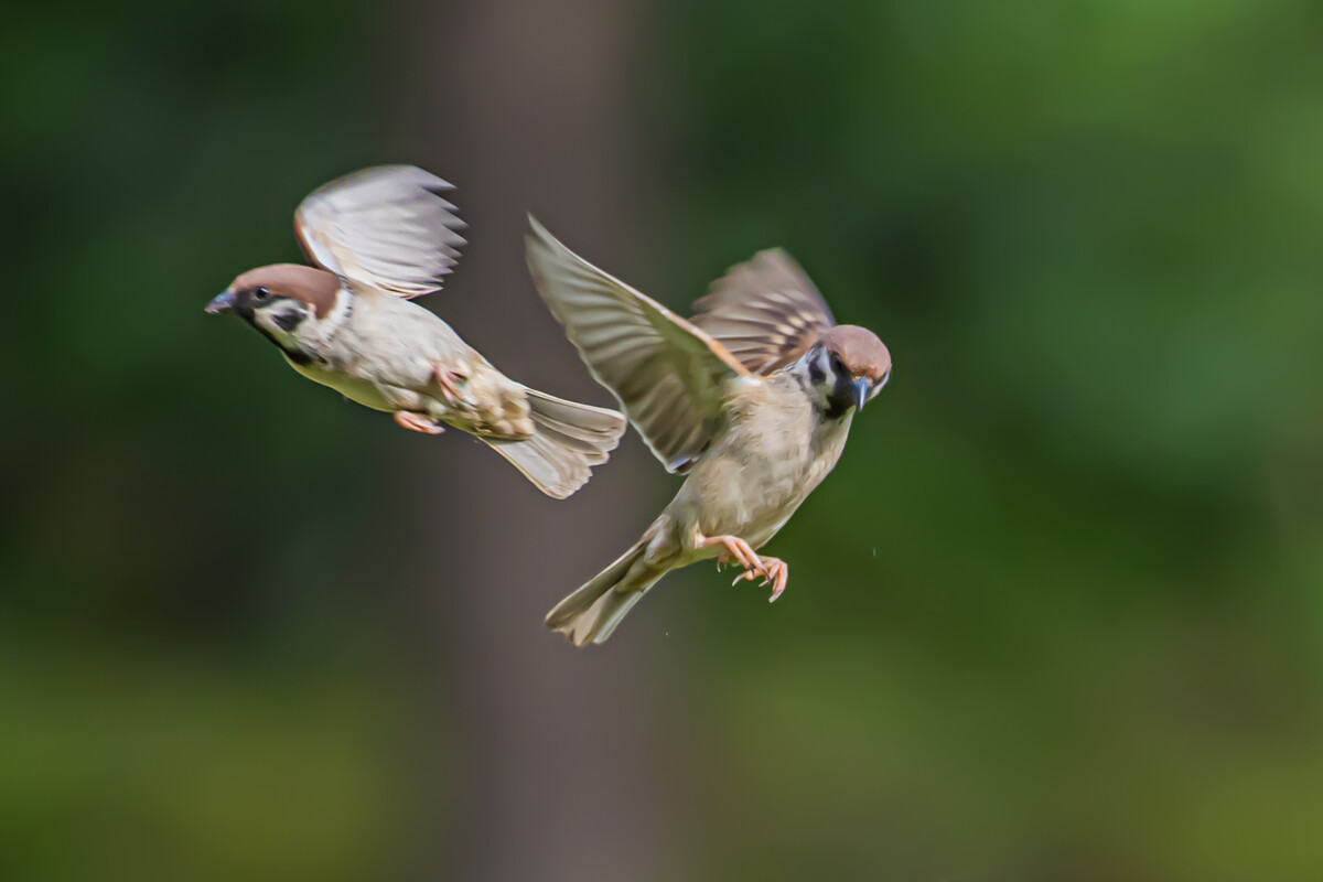麻雀游戏app_麻雀游戏免费_麻雀游戏