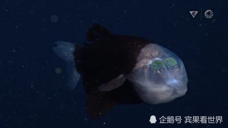 深海鱼黑料_深海黑鱼是什么_深海鱼黑料