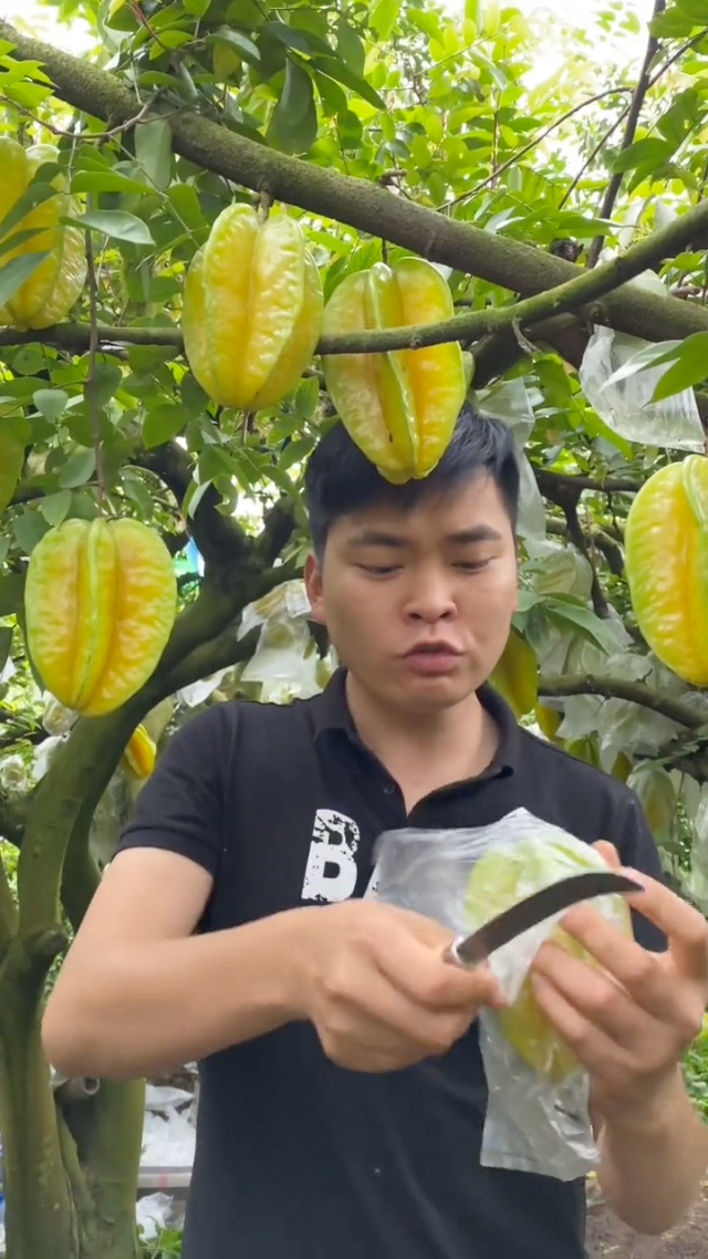 杨桃的视频资料_视频杨桃广告文案范文大全集_杨桃视频