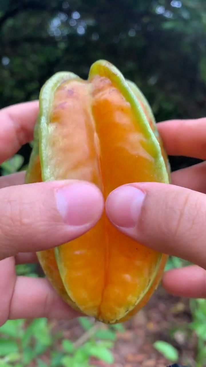 视频杨桃广告文案范文大全集_杨桃视频_杨桃的视频资料