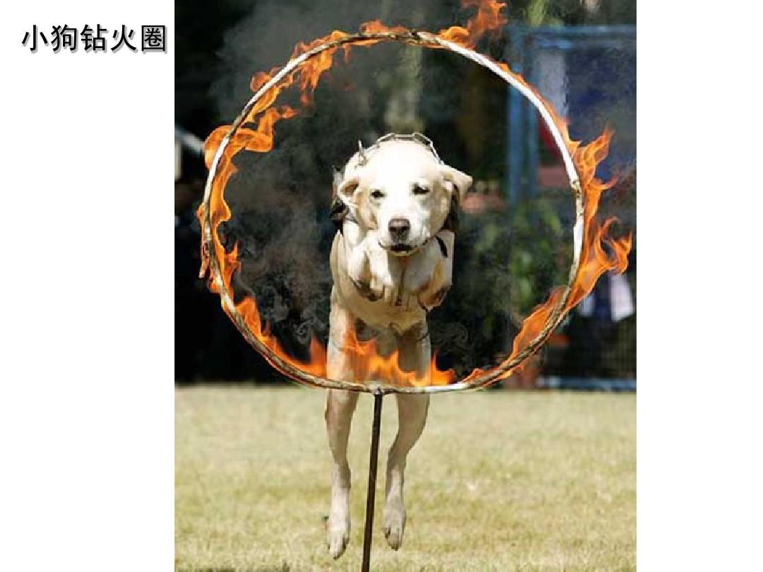 火暴兽_火暴兽配招性格_火暴兽配招