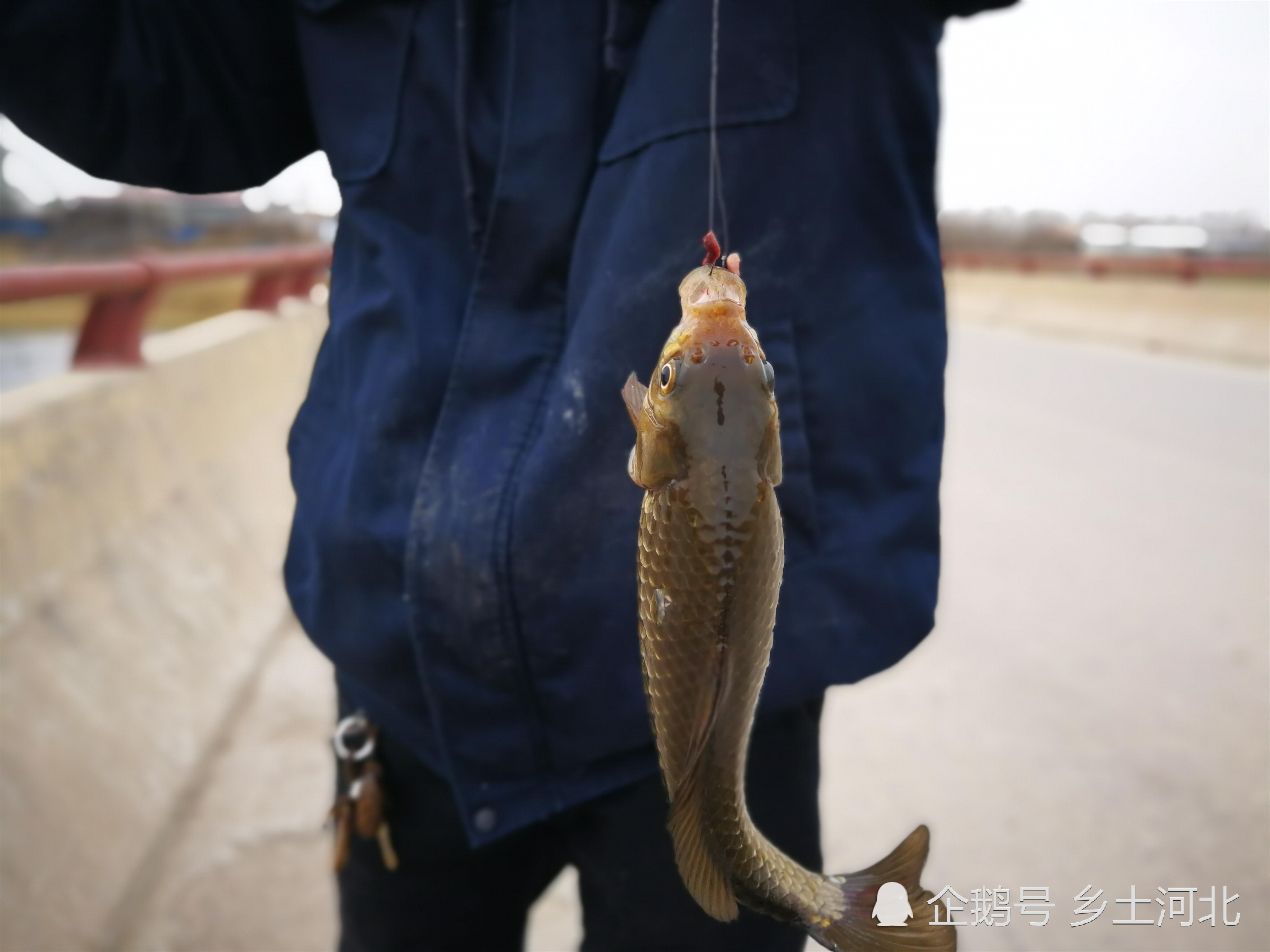 我的世界钓鱼怎么收杆_钓鱼世界收杆教程_钓鱼世界鱼竿怎么样