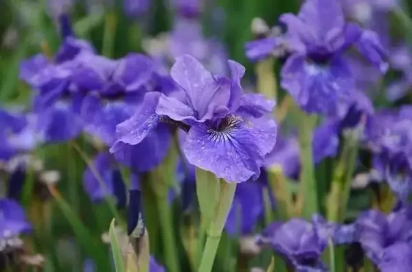 彩翼_彩翼美术怎么样_彩翼