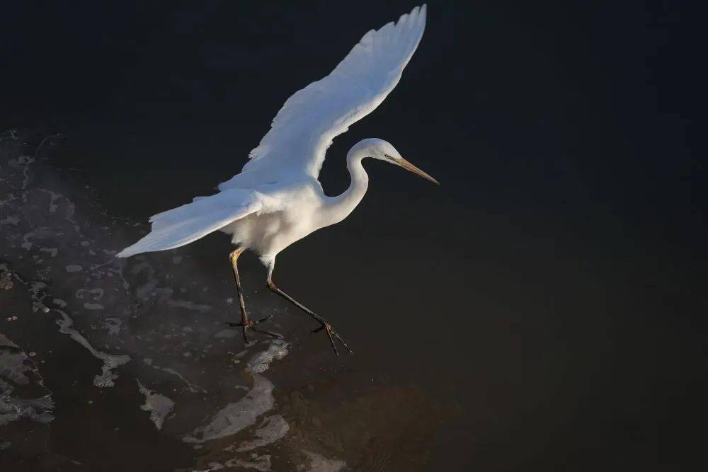 三座山头发光的鸟_发光鸟群_发光鸟学名