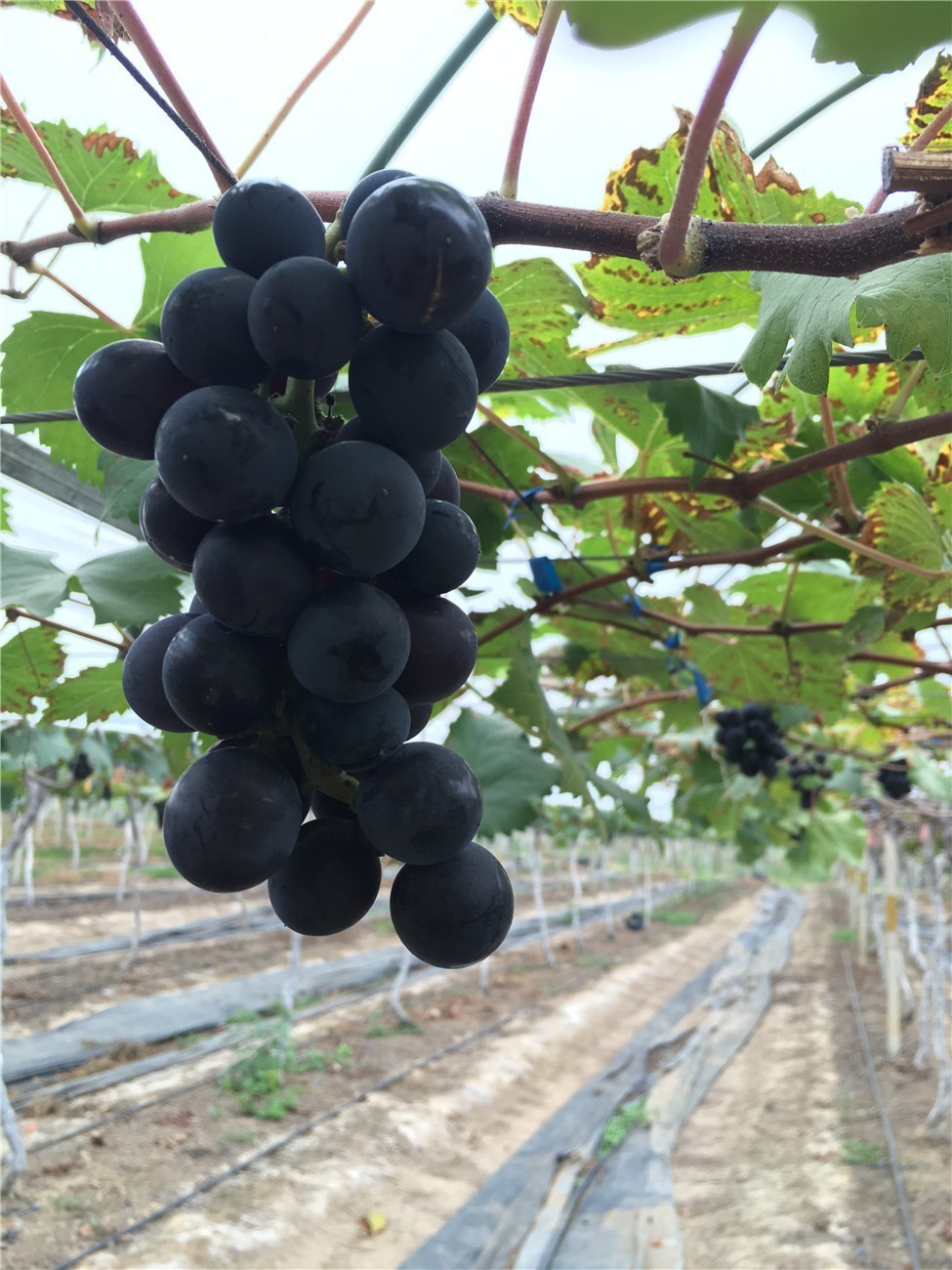 弹葡萄是什么意思_弹葡萄是啥意思是什么_葡萄弹