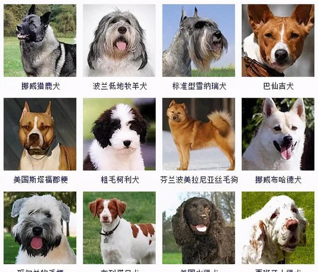 全新识别狗狗品种软件，让你秒变狗狗专家