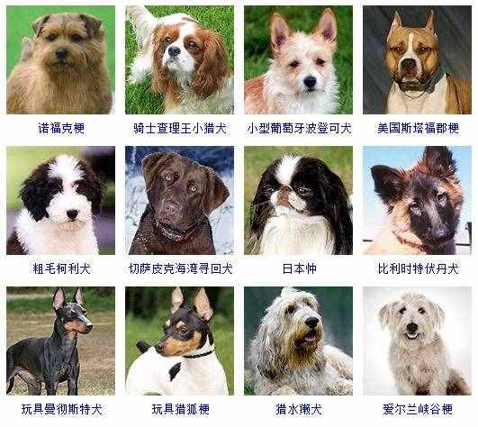 狗狗识别品种软件有哪些_狗狗识别品种软件哪个好_识别狗狗品种软件